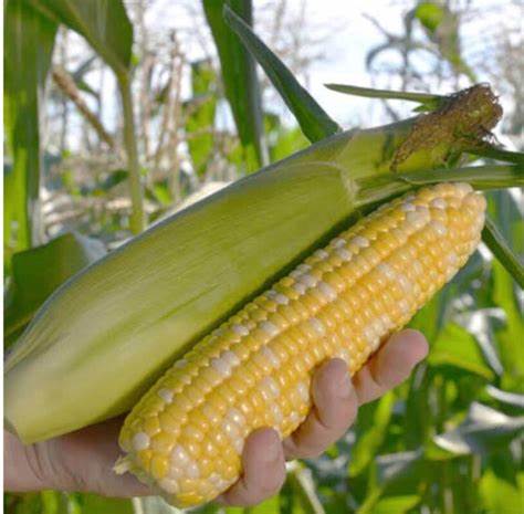 Fresh Maize