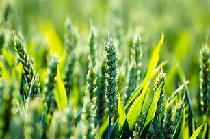 Wheat Grain