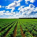 Wheat Grain thumbnail 4