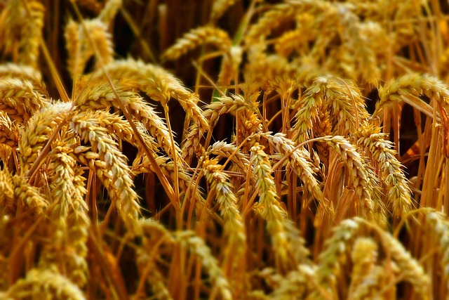 Wheat Grain thumbnail 2