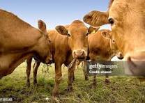 Dairy cow