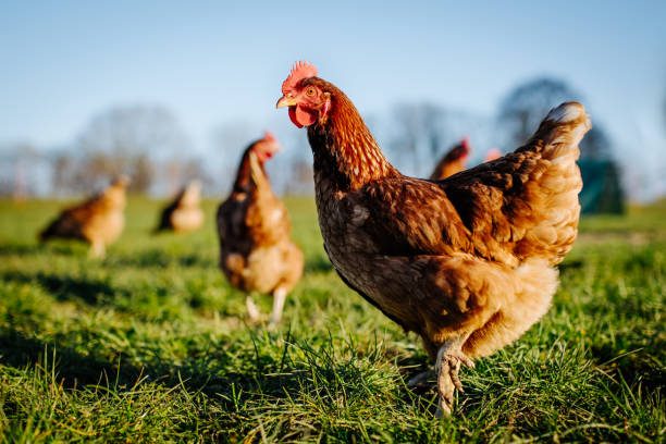 Local Hen