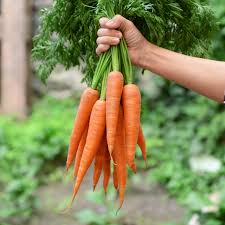 Fresh Carrot thumbnail 4