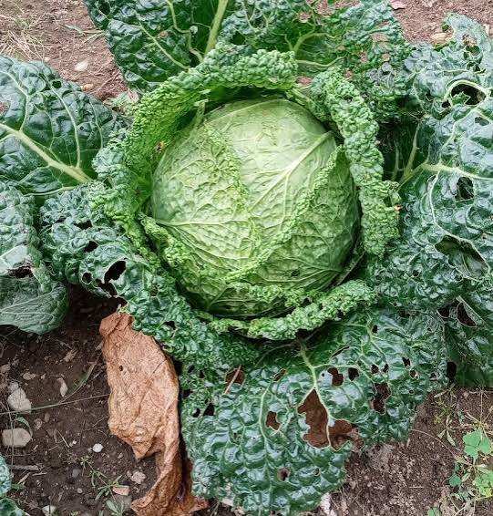 Fresh Cabbage