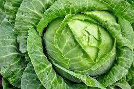 Fresh Cabbage thumbnail 2
