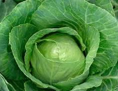 Fresh Cabbage thumbnail 4