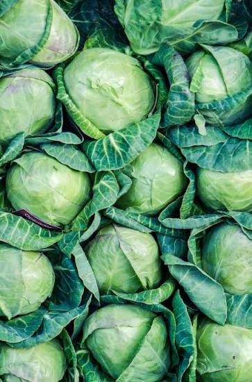 Fresh Cabbage thumbnail 3