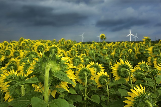 Sunflower Seeds