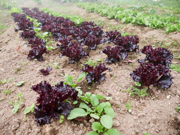 Fresh Beets