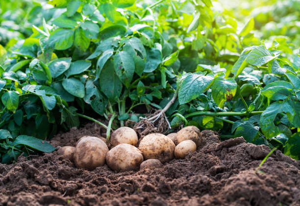 Fresh Beets thumbnail 4
