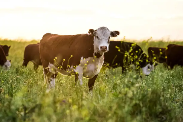 cow FRIESIAN