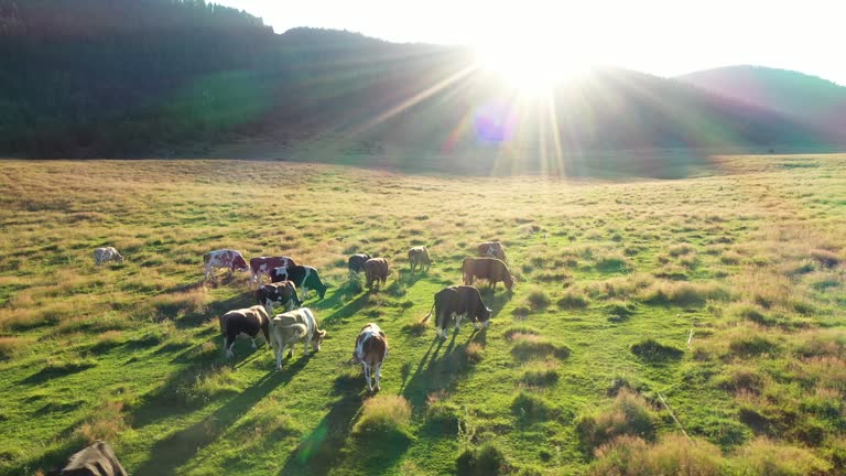 cow FRIESIAN thumbnail 3
