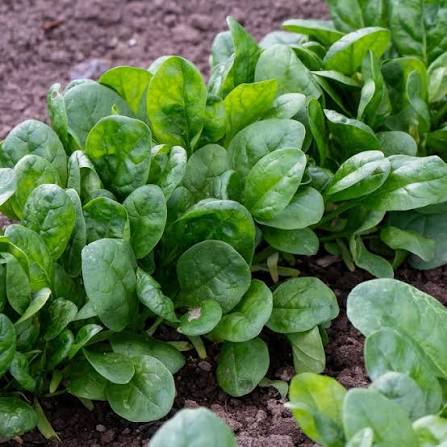 Spinach 