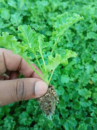 Spinach  thumbnail 2